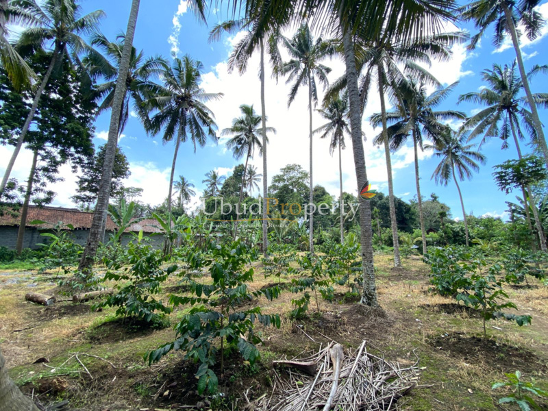 Ubud Property Land For Lease in Ubud Bali