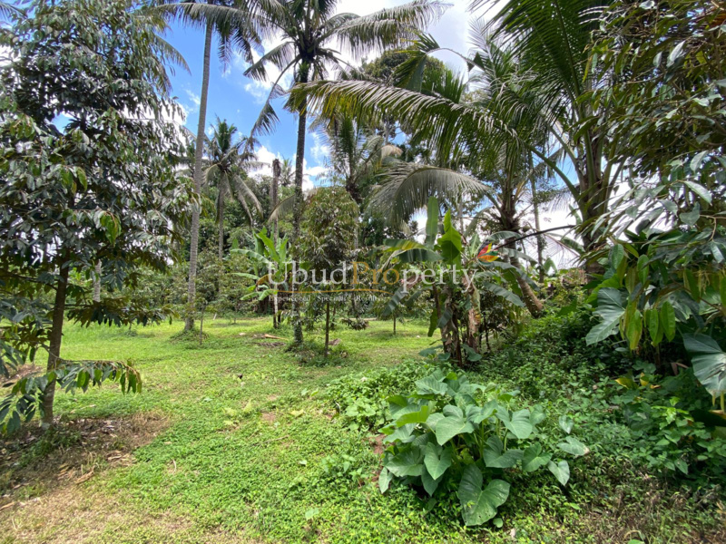 Ubud Property Land For Lease in Ubud Bali