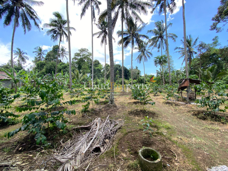 Ubud Property Land For Lease in Ubud Bali