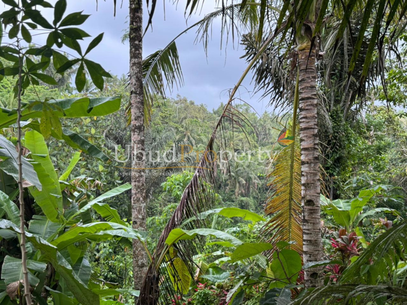 Ubud Property Land For Sale in Ubud Bali