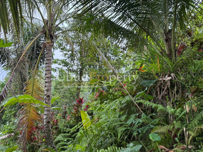 Ubud Property Land For Sale in Ubud Bali