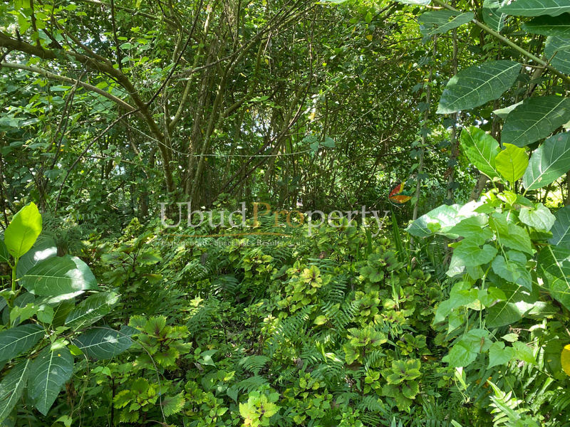 Ubud Property Land For Sale in Ubud Bali