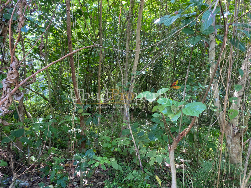 Ubud Property Land For Sale in Ubud Bali