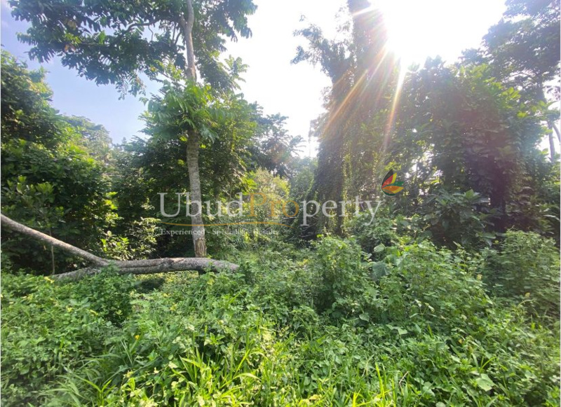 Ubud Property Land For Lease in Ubud Bali