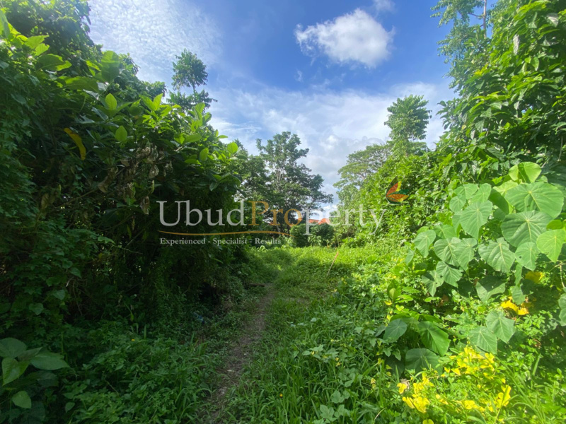 Ubud Property Land For Lease in Ubud Bali
