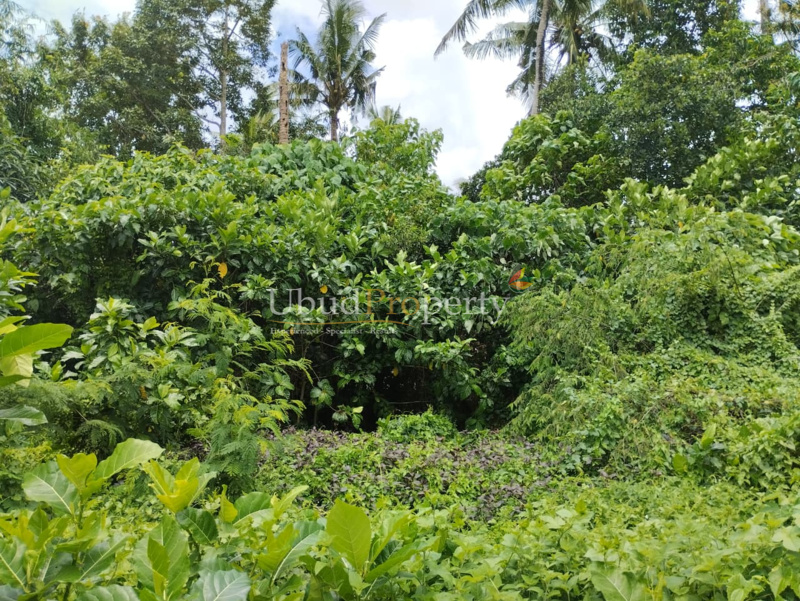 Ubud Property Land For Lease in Ubud Bali