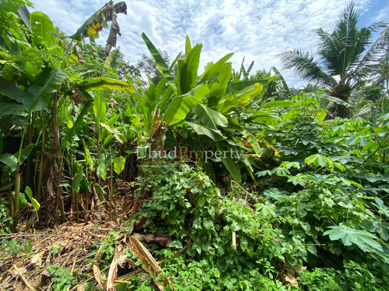 Ubud Property Land For Sale in Ubud Bali