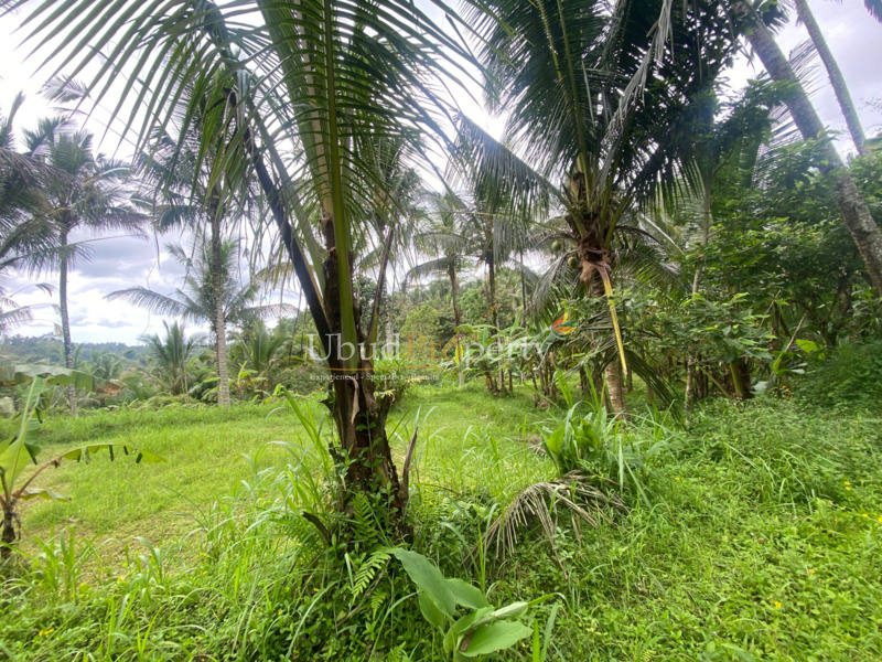 Ubud Property Land For Sale in Ubud Bali