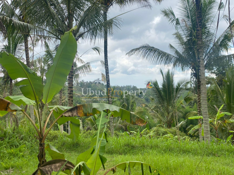 Ubud Property Land For Sale in Ubud Bali