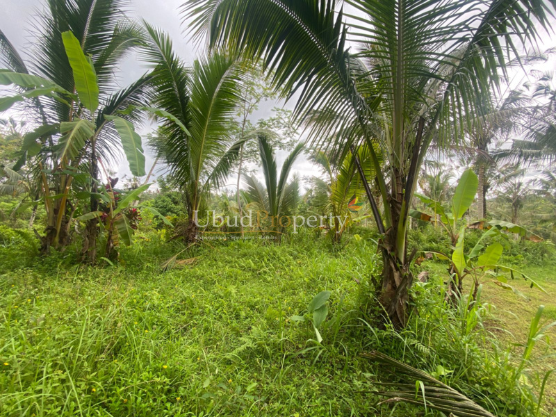 Ubud Property Land For Sale in Ubud Bali