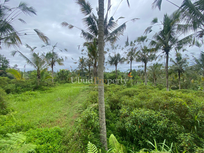 Ubud Property Land For Sale in Ubud Bali
