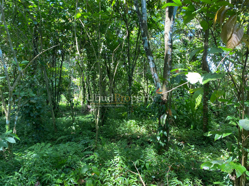 Ubud Property Land For Sale in Ubud Bali