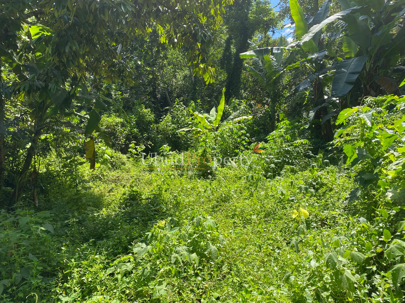 Ubud Property Land For Sale in Ubud Bali