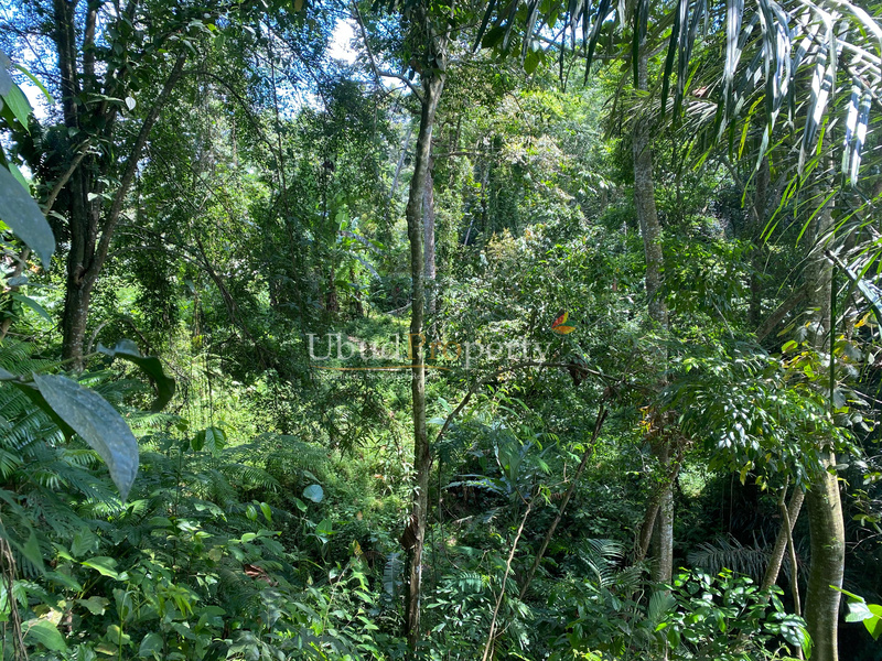 Ubud Property Land For Sale in Ubud Bali