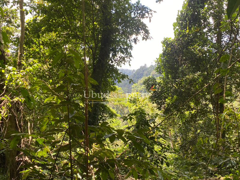 Ubud Property Land For Sale in Ubud Bali