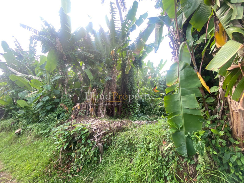 Ubud Property Land For Sale in Ubud Bali