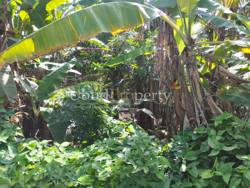 Ubud Property Land For Sale in Ubud Bali