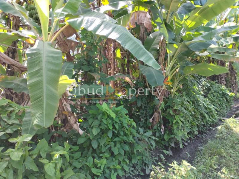 Ubud Property Land For Sale in Ubud Bali