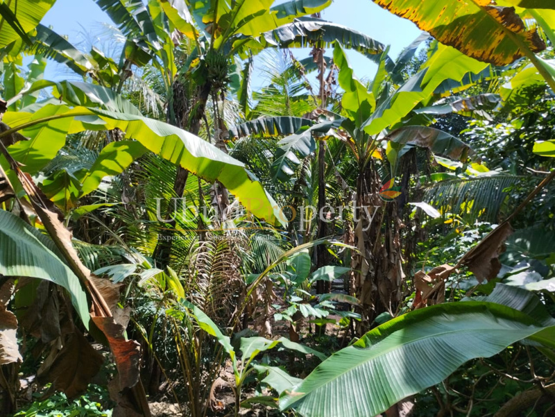 Ubud Property Land For Sale in Ubud Bali