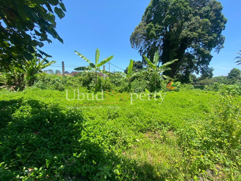 Ubud Property Land For Sale in Ubud Bali