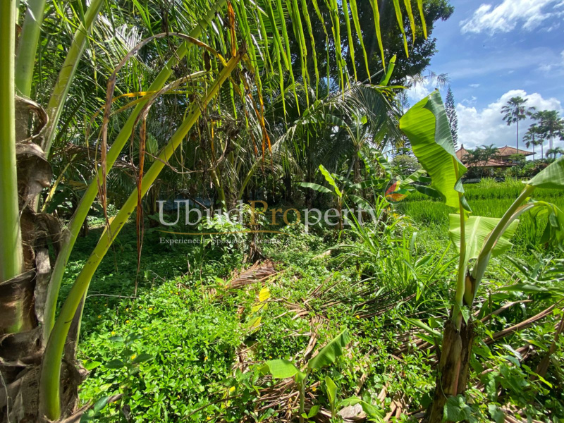 Ubud Property Land For Lease in Ubud Bali