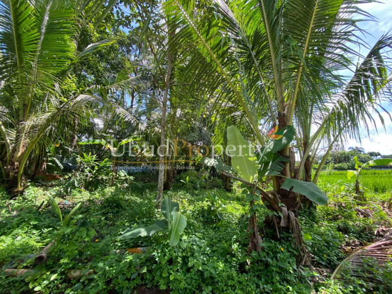 Ubud Property Land For Lease in Ubud Bali