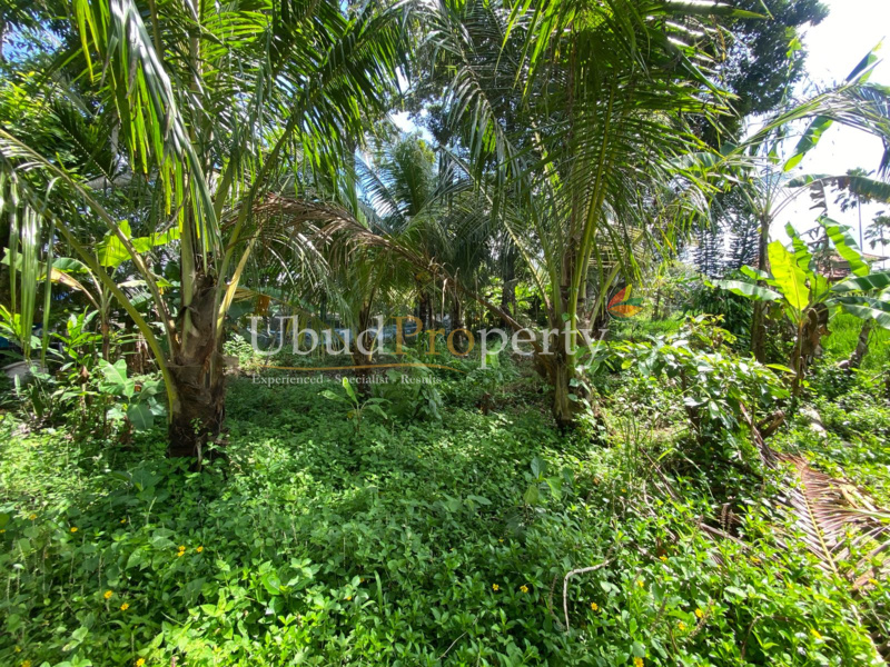 Ubud Property Land For Lease in Ubud Bali