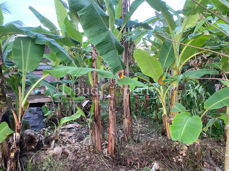 Ubud Property Land For Sale in Ubud Bali