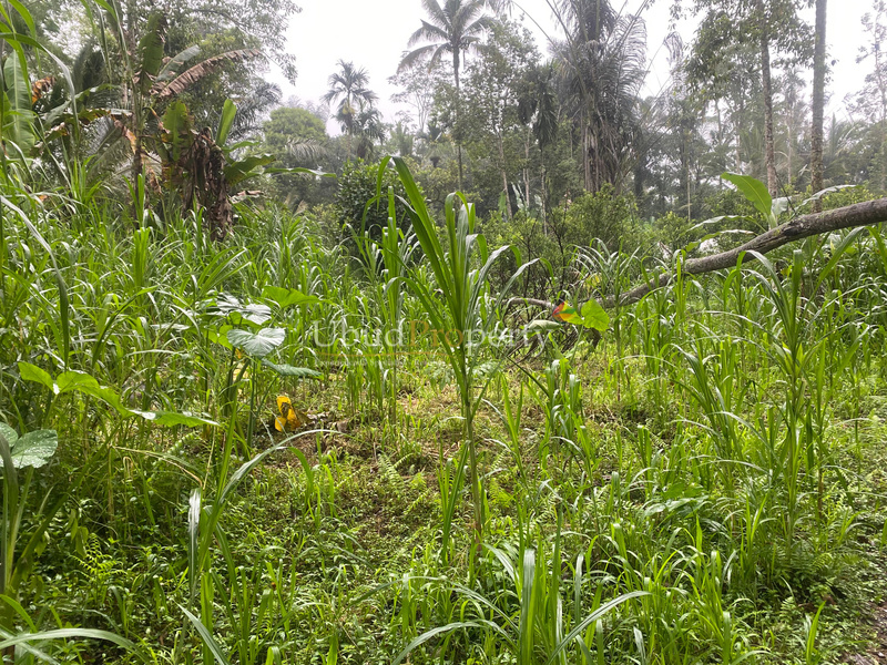 Land For Sale Leasehold in Ubud Bali