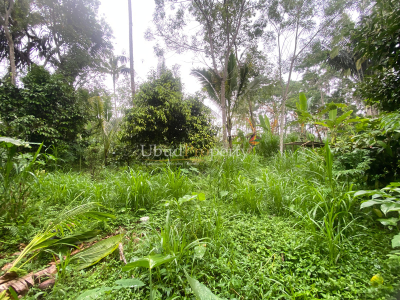 Ubud Property Land For Lease in Ubud Bali