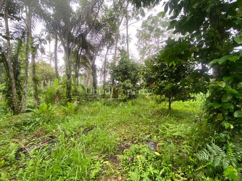 Ubud Property Land For Lease in Ubud Bali