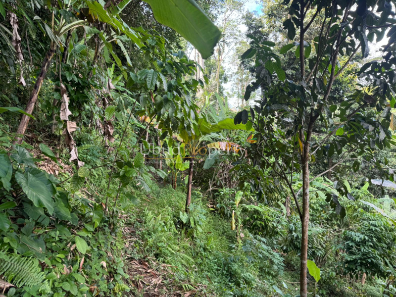 Ubud Property Land For Lease in Ubud Bali