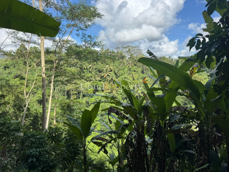 Ubud Property Land For Lease in Ubud Bali