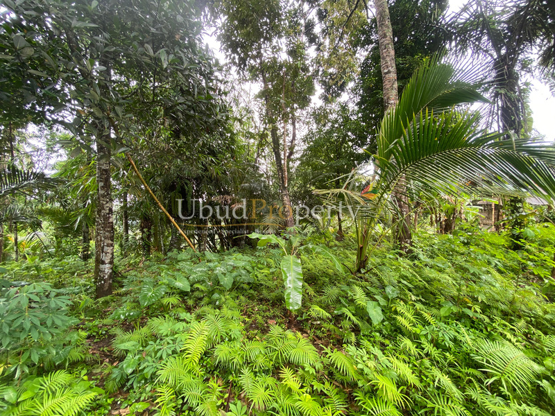 Ubud Property Land For Sale in Ubud Bali