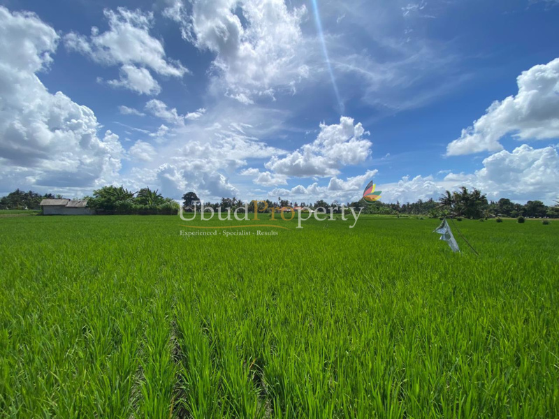 Ubud Property Land For Sale in Ubud Bali