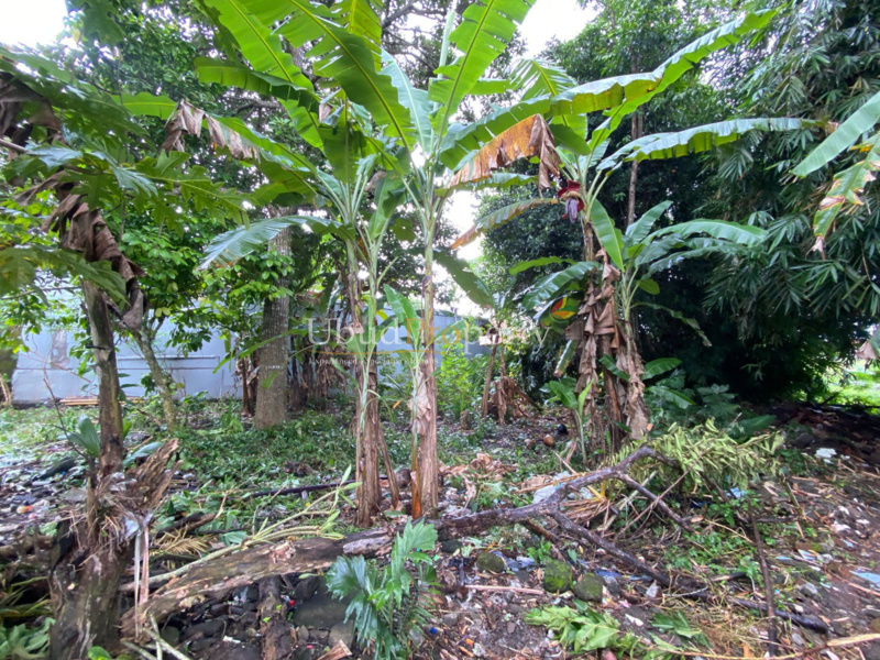 Ubud Property Land For Sale in Ubud Bali