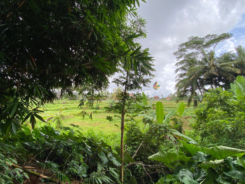 Ubud Property Land For Sale in Ubud Bali