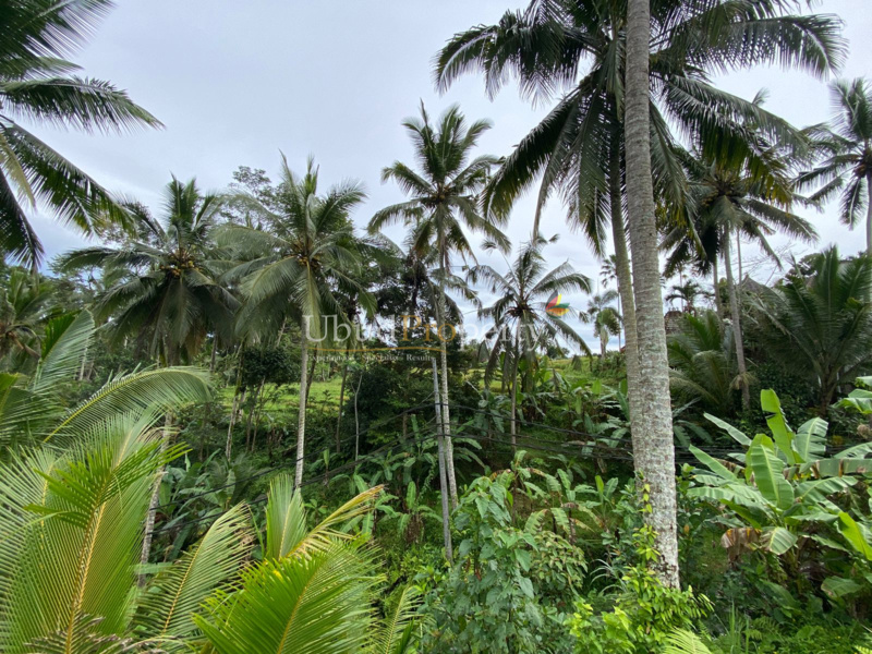 Ubud Property Land For Sale in Ubud Bali