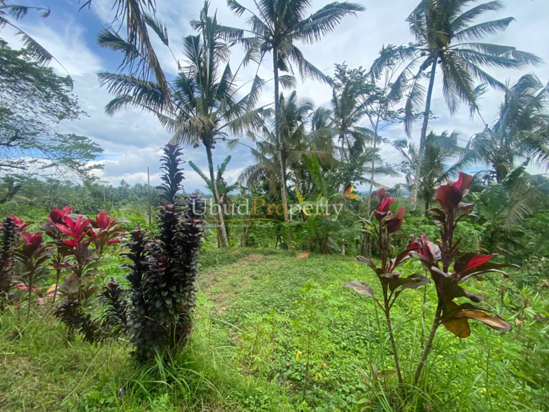 Ubud Property Land For Sale in Ubud Bali