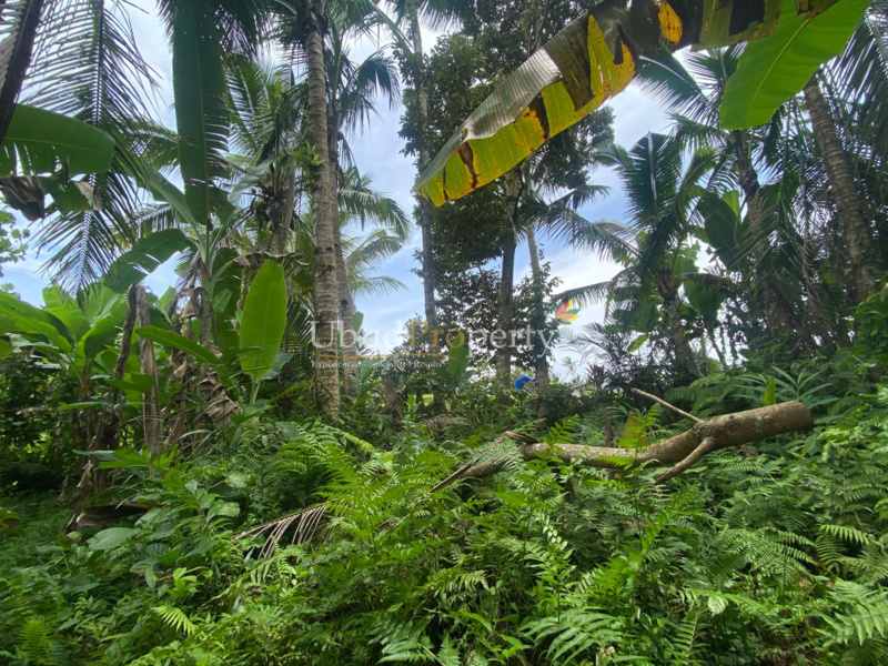 Ubud Property Land For Sale in Ubud Bali