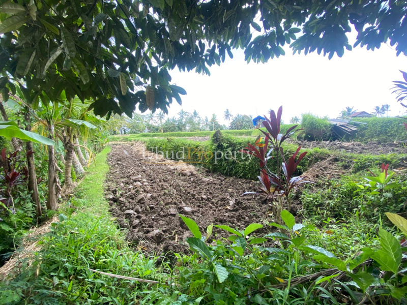 Ubud Property Land For Sale in Ubud Bali