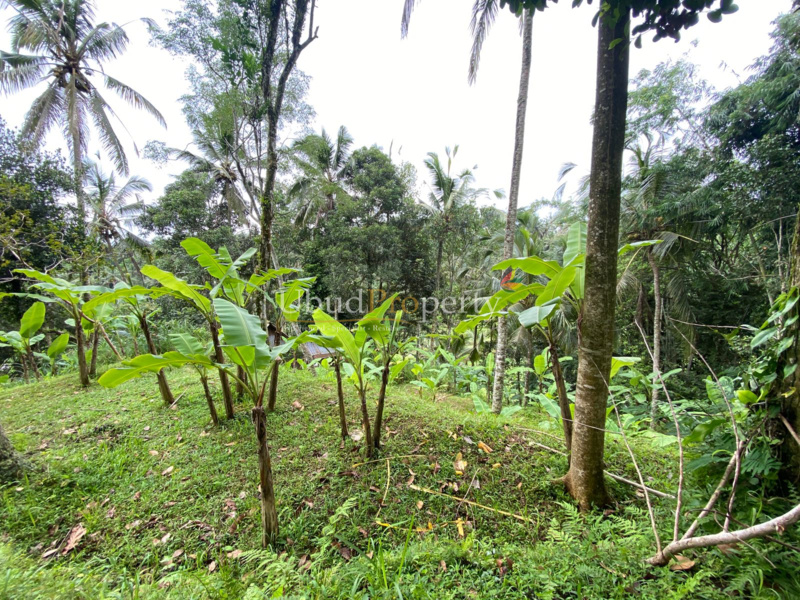 Ubud Property Land For Sale in Ubud Bali