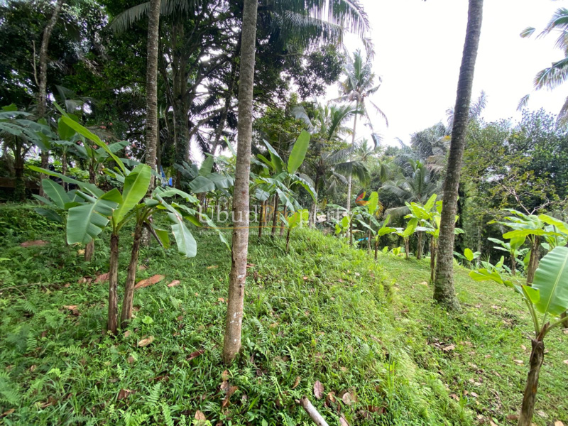 Ubud Property Land For Sale in Ubud Bali
