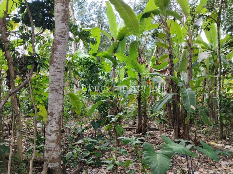 Ubud Property Land For Sale in Ubud Bali