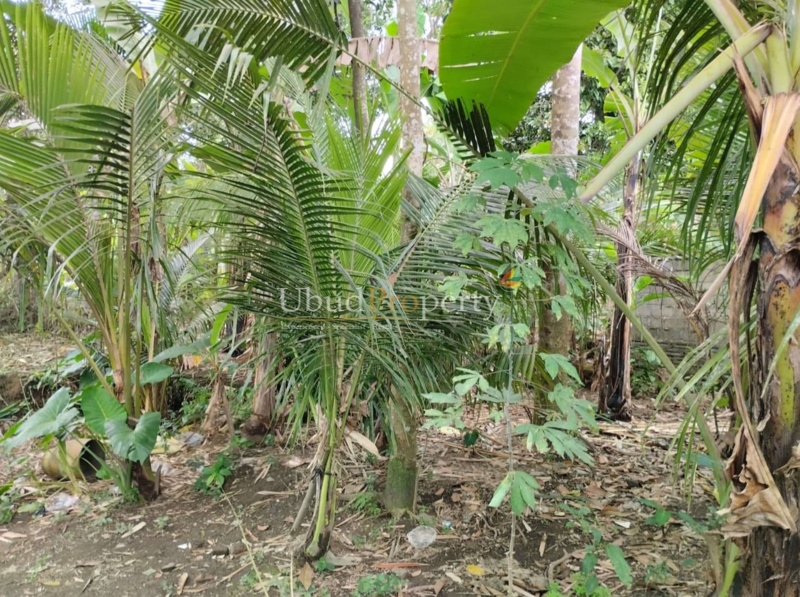 Ubud Property Land For Sale in Ubud Bali