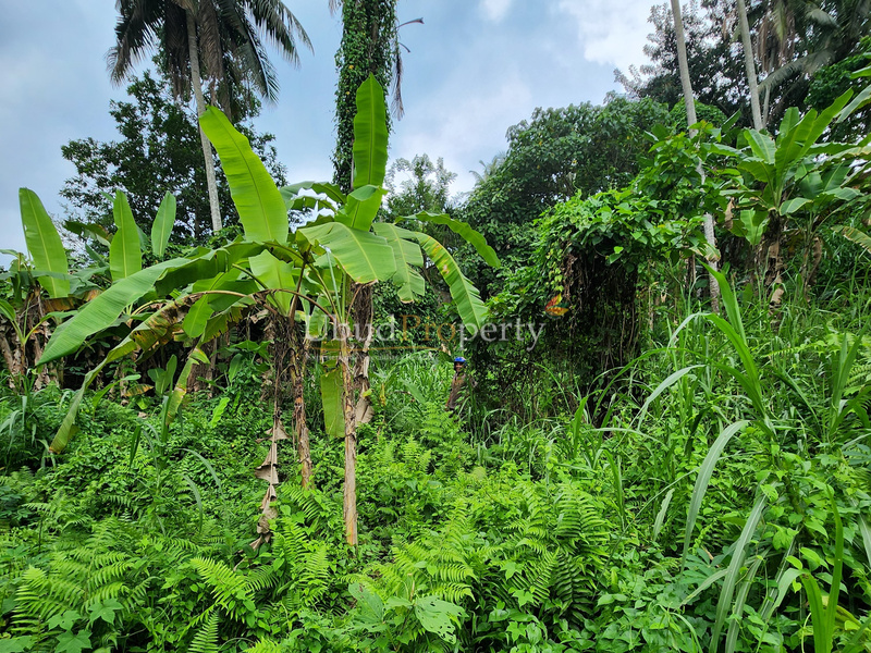 Ubud Property Land For Lease in Ubud Bali