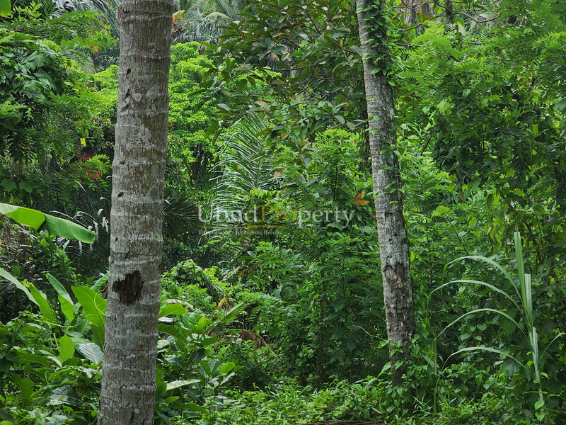 Ubud Property Land For Lease in Ubud Bali