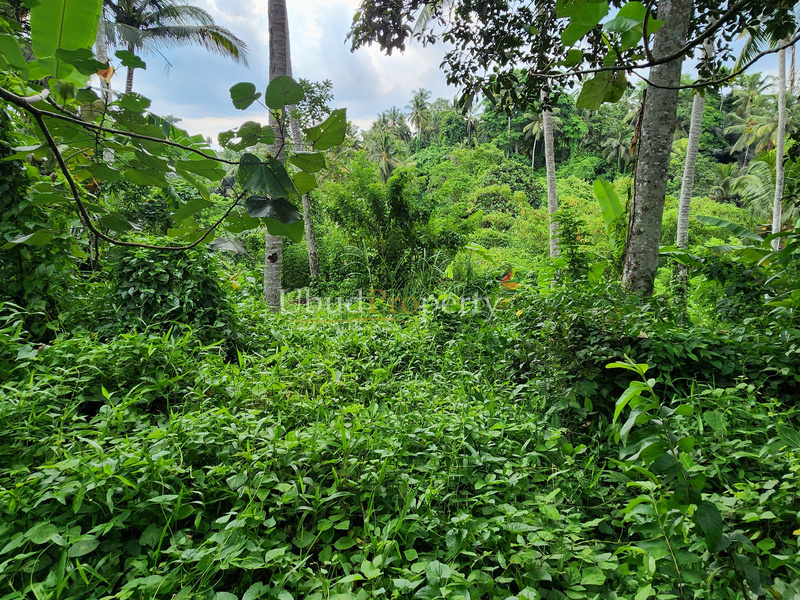 Ubud Property Land For Lease in Ubud Bali
