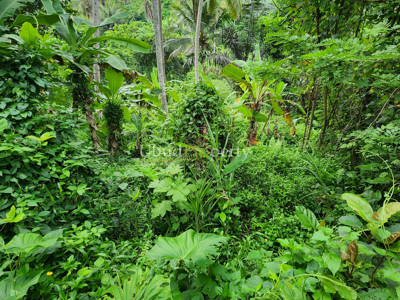 Ubud Property Land For Lease in Ubud Bali