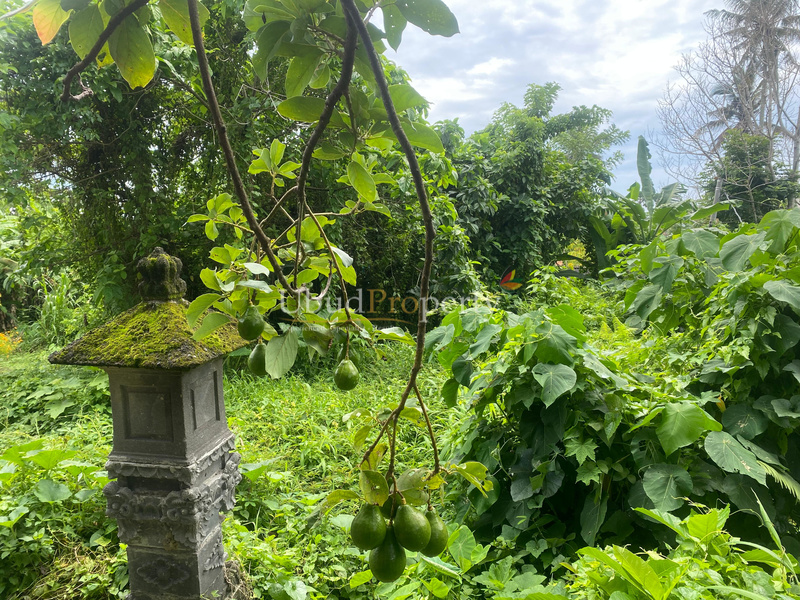 Ubud Property Land For Sale in Ubud Bali